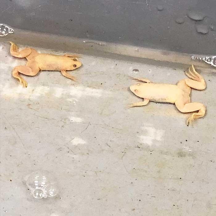 両生類 アルビノアフリカツメガエル 約2 4ｃｍ 3匹 エムワイショップアクア 通販 Yahoo ショッピング