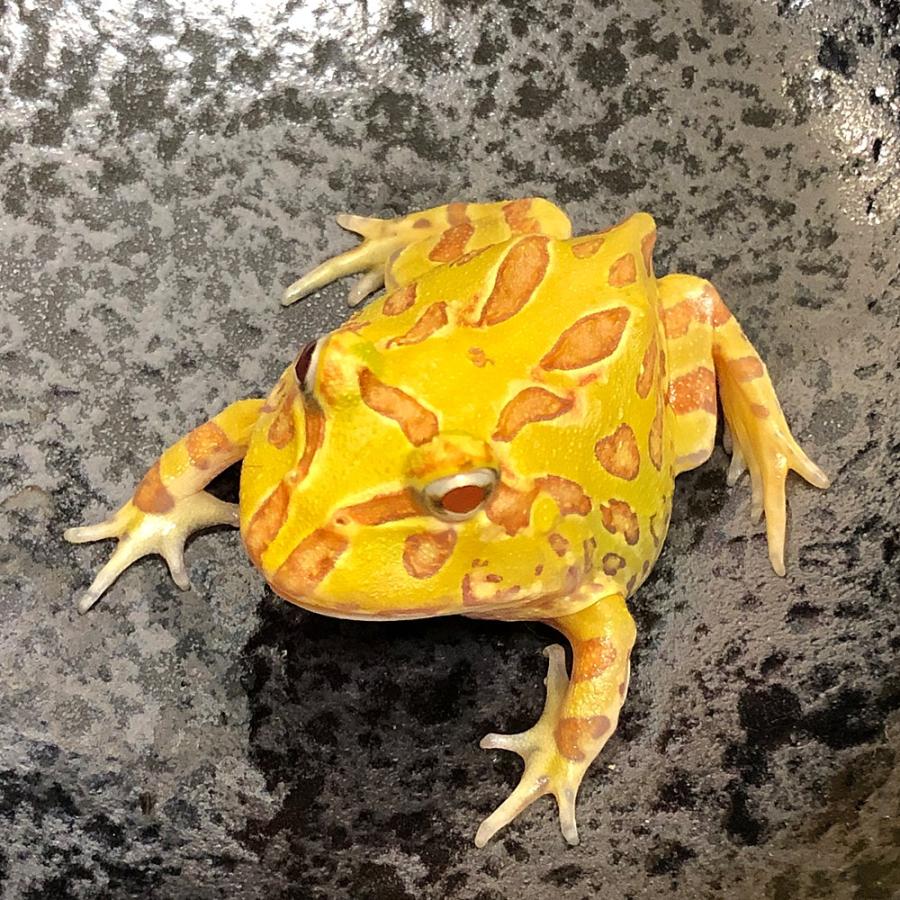 カエル アルビノクランウェルツノガエル 約3 4cm 1匹 両生類 エムワイショップアクア 通販 Yahoo ショッピング