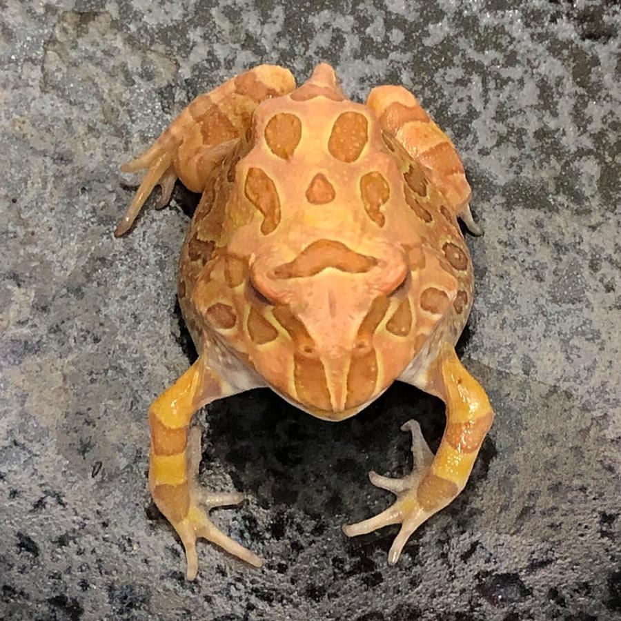 カエル アルビノクランウェルツノガエル ストロベリー 約5 8cm 1匹 両生類 2 エムワイショップアクア 通販 Yahoo ショッピング