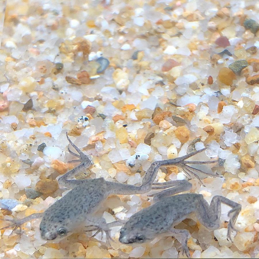 両生類 ヒメツメガエル 1cm 2cm前後 １匹 エムワイショップアクア 通販 Yahoo ショッピング
