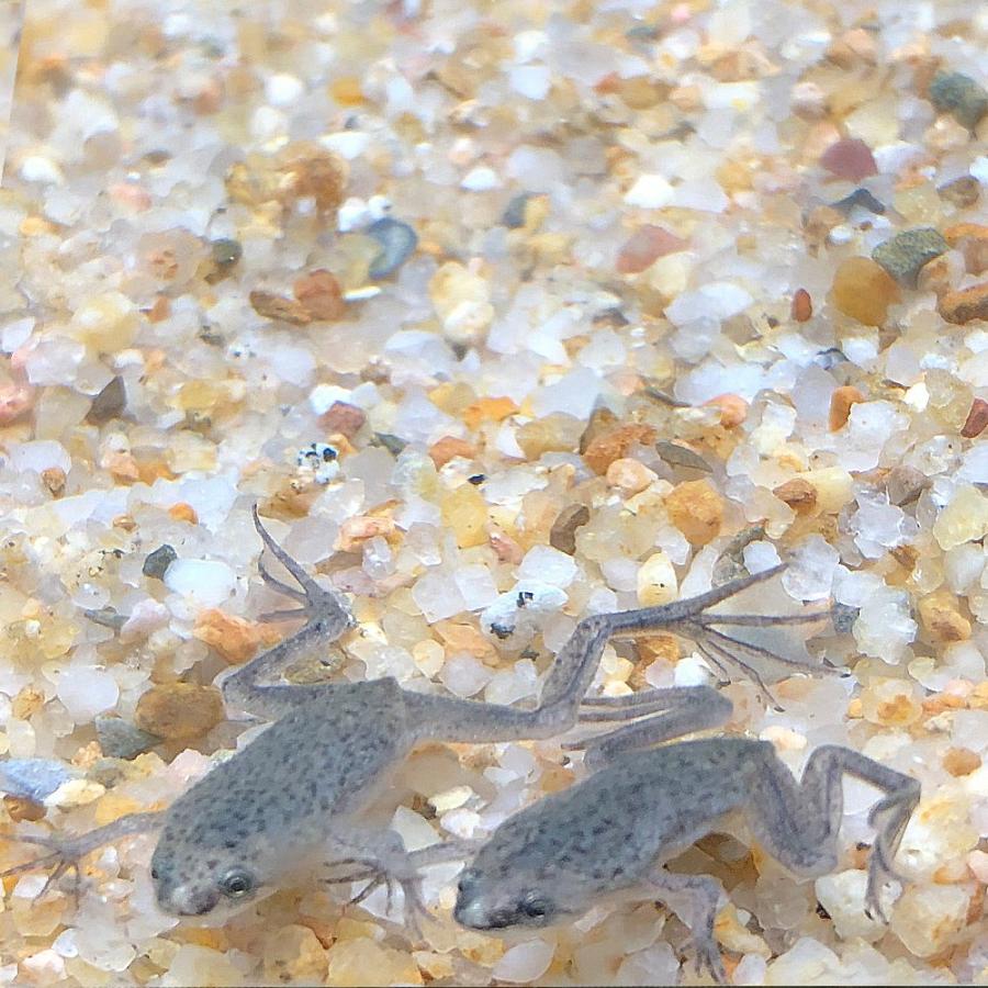 【両生類】ヒメツメガエル 1cm〜2cm前後 １匹｜emuwaifarm