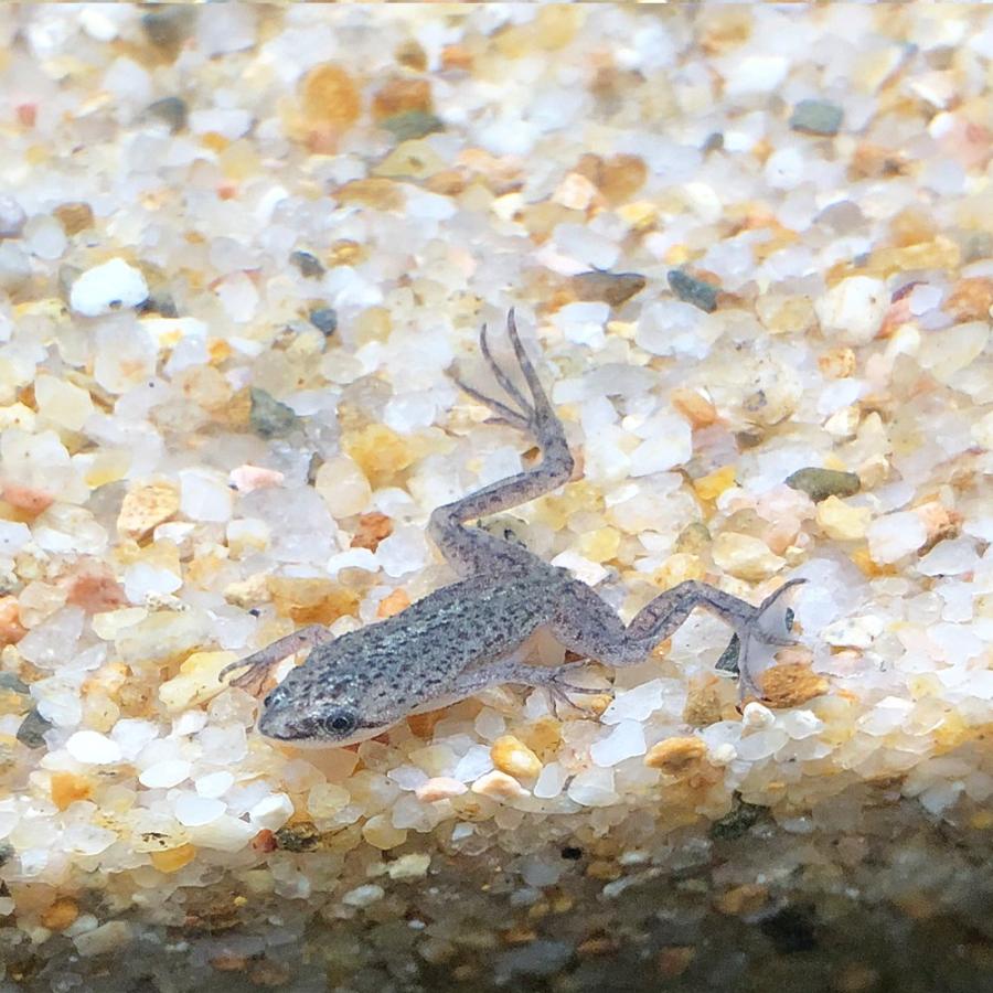 両生類 ヒメツメガエル 1cm 2cm前後 １匹 エムワイショップアクア 通販 Yahoo ショッピング