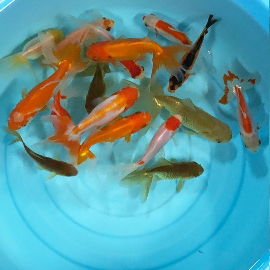 金魚 オタマ金魚ミックス（5匹）約7cm〜12cm前後 金魚ミックス :10001353:エムワイショップアクア - 通販 - Yahoo!ショッピング