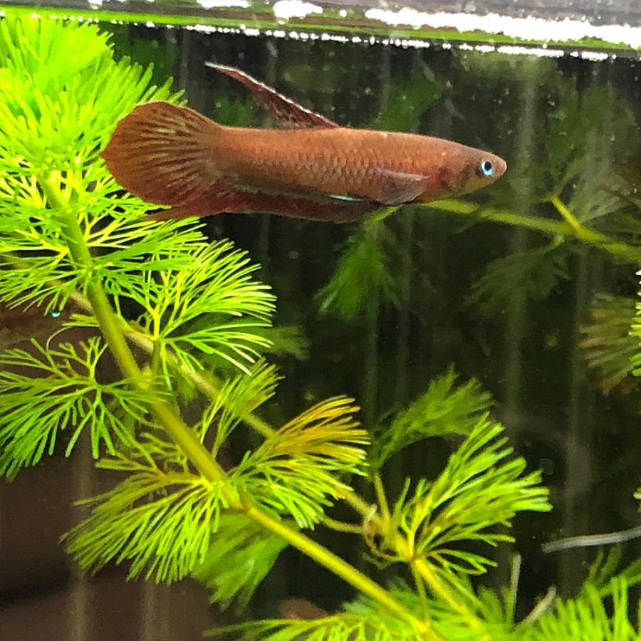 熱帯魚 ベタ コッキーナ 1匹 エムワイショップアクア 通販 Yahoo ショッピング
