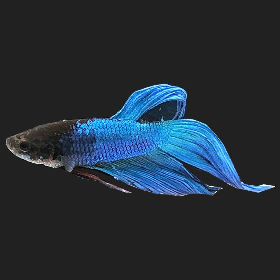 熱帯魚 ベタ トラディショナル グリーン系 オス １匹 エムワイショップアクア 通販 Yahoo ショッピング