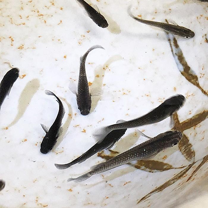 観賞魚 メダカ ブラックダイヤメダカ （3匹）オロチラメメダカ