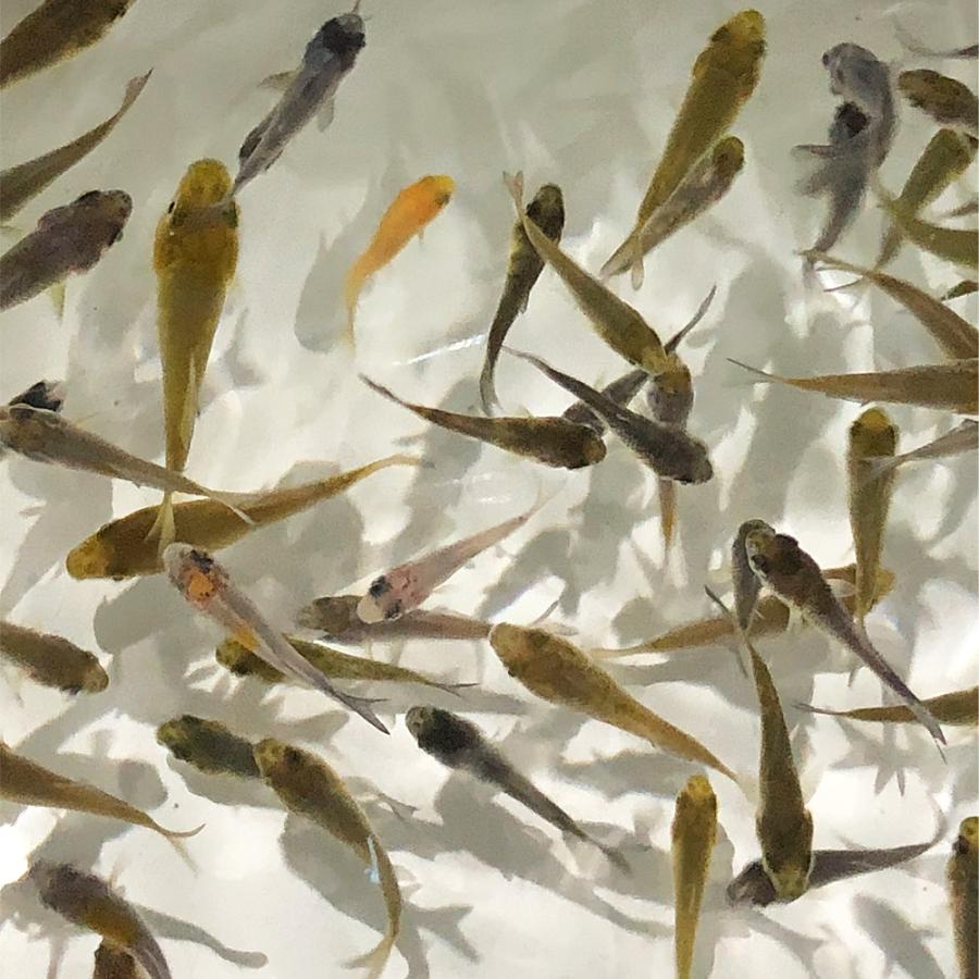 錦鯉mix 稚魚 昭和三色 50匹 1 4cm 生体 エムワイショップアクア 通販 Yahoo ショッピング