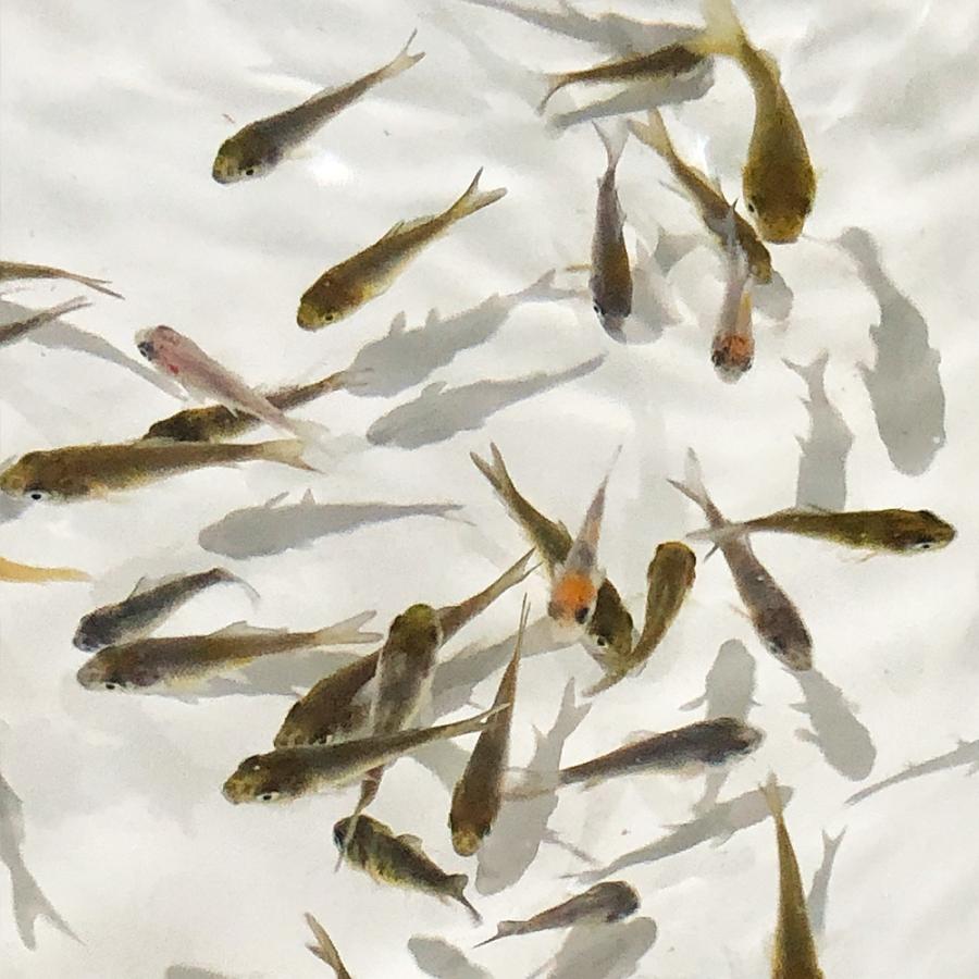 錦鯉mix 稚魚 昭和三色 50匹 1 4cm 生体 エムワイショップアクア 通販 Yahoo ショッピング