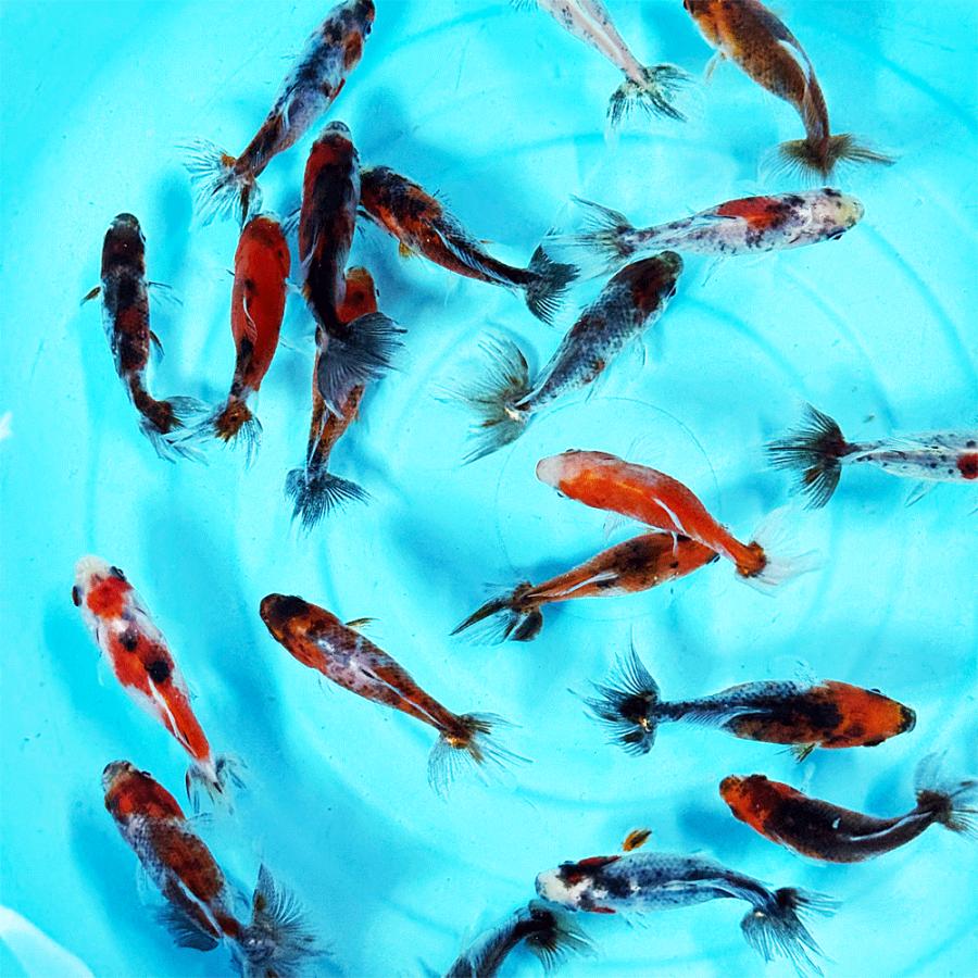 国産】キャリコ三尾和金 S 1匹 約5〜8cm前後 三ツ尾 三つ尾 和金 金魚 