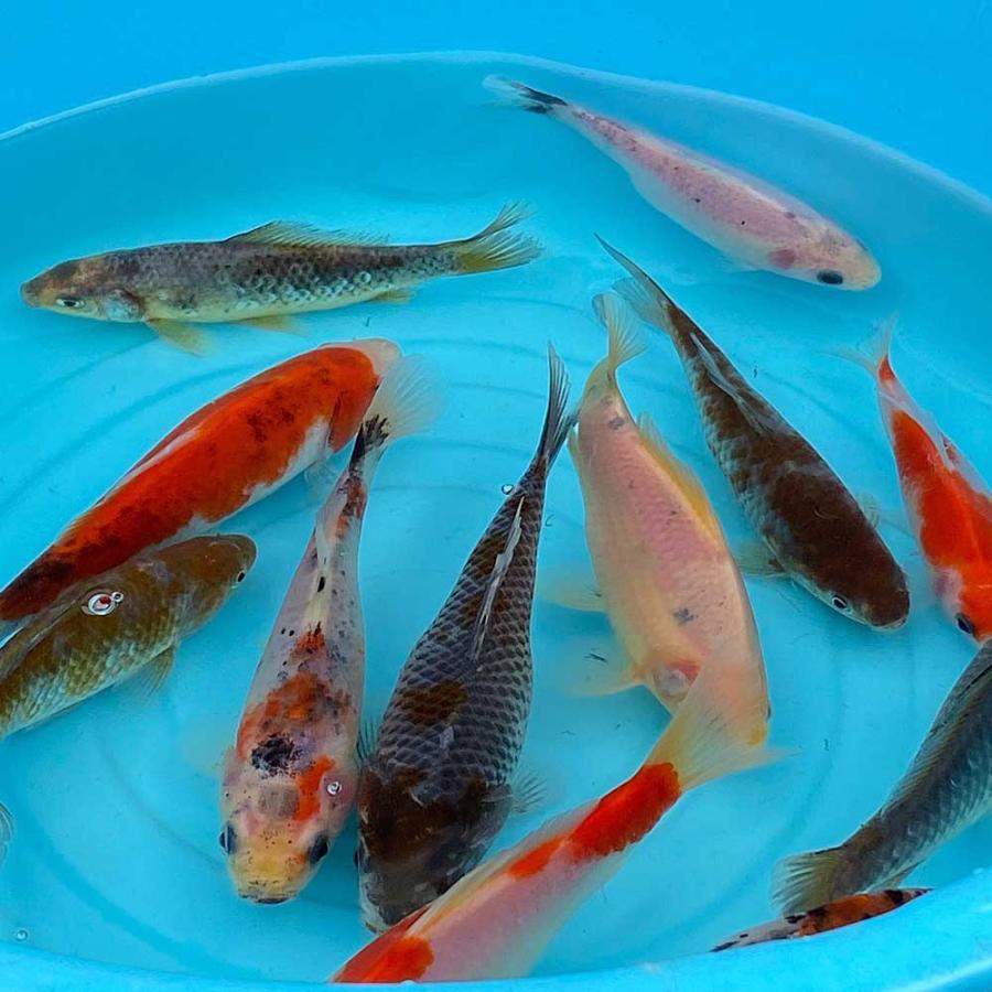 金魚 鮒金(5匹)フナ金 ふな金 約10cm〜15cm前後 和金 川魚 金魚 鮒金(5匹)フナ金 ふな金 約10cm〜15cm前後 和金 川魚