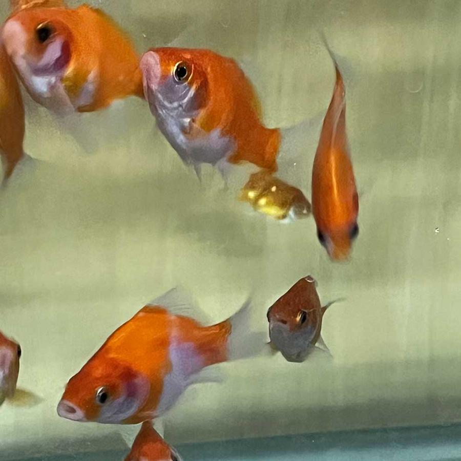 金魚 玉サバ×鮒金 F1 5匹 Sサイズ 約4cm〜6cm前後 タマサバ フナキン 国産｜emuwaifarm｜02