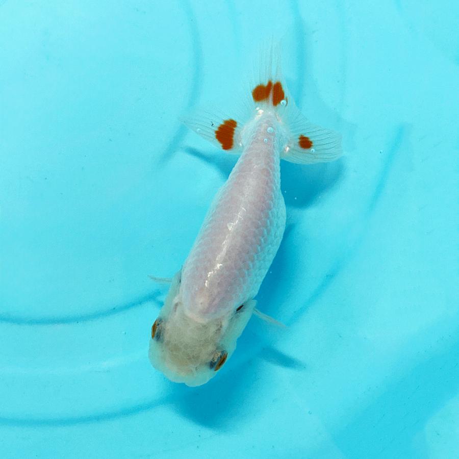 国産 1点物 らんちゅう 11cm前後 【R-01】ランチュウ 蘭鋳 生体 