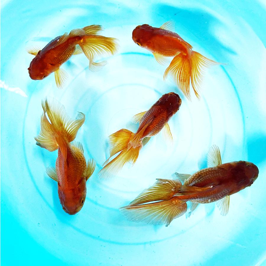 金魚商品【３】 国産】茶金 L 3匹 約10〜13cm 金魚 チャキン : エムワイショップアクア