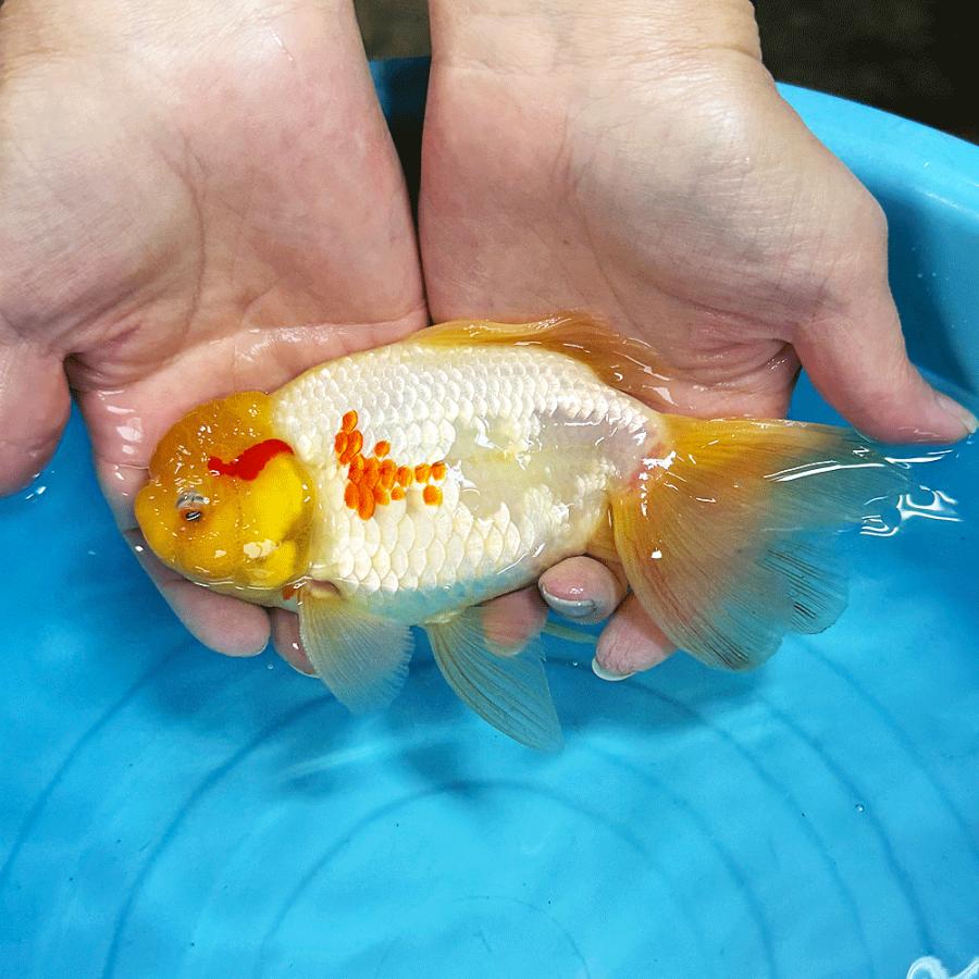 送料無料 】 国産 オランダ獅子頭 白勝ち 一点物 16cm前後 （OR-09