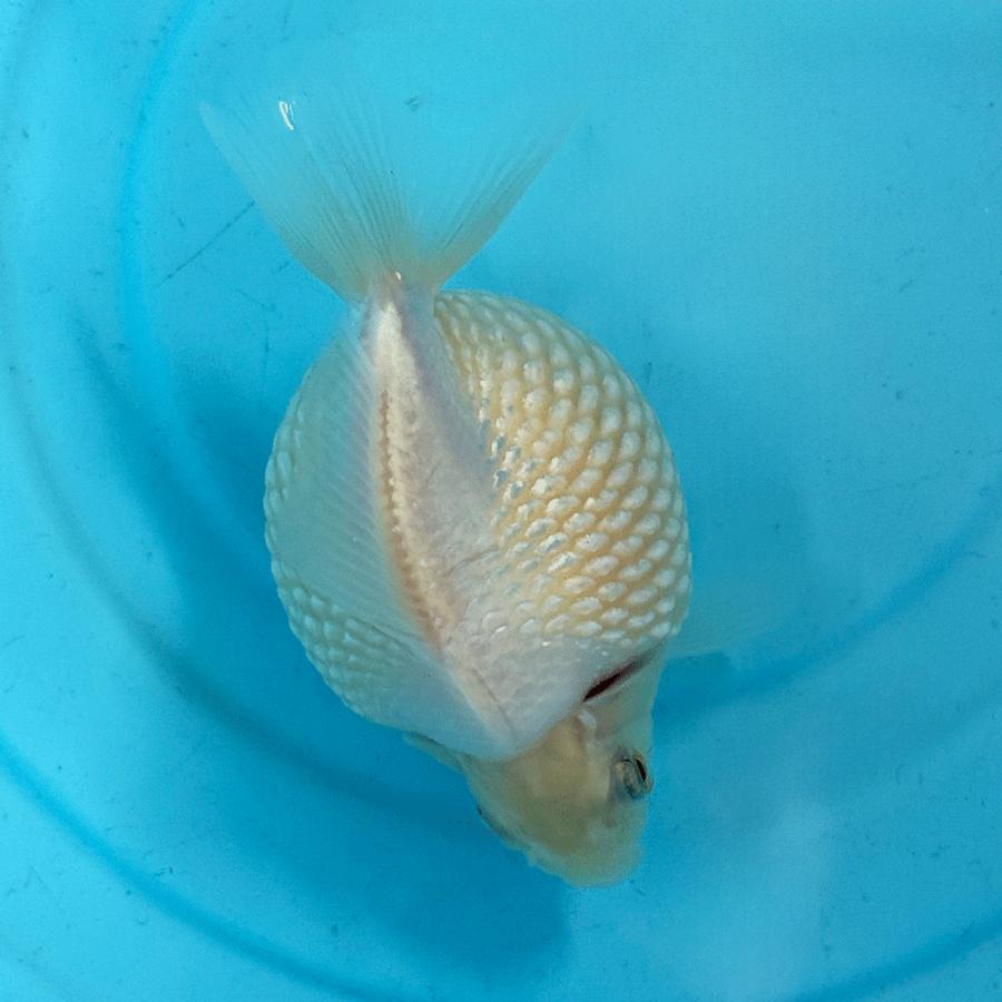 現代美術 提物根付 作家一点物【金魚(ピンポンパール)】 国産】 ピンポンパール 一点物 約9cm 1匹 （P-010）パールスケール