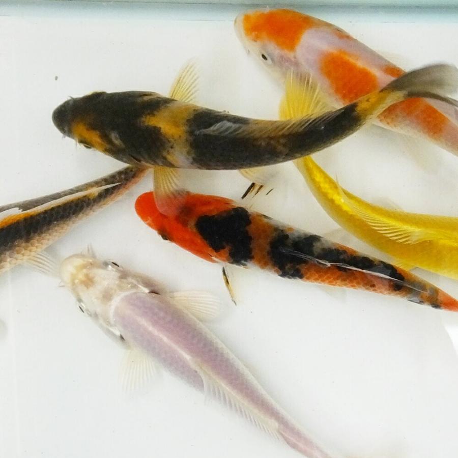 錦鯉３匹　35㎝前後　その① 錦鯉 Mix (S) 3匹 10〜13cm前後 ニシキゴイ/鯉/色鯉/紅白/昭和三色/光