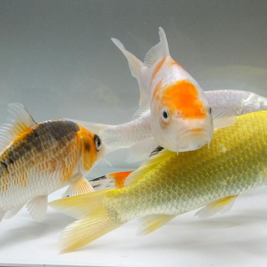 錦鯉３匹　35㎝前後　その① 錦鯉 Mix (S) 3匹 10〜13cm前後 ニシキゴイ/鯉/色鯉/紅白/昭和三色/光