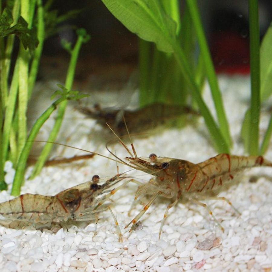 スジエビ50匹 エビ 飼育用・餌用 【水槽内でも殖える!】|emuwaifarm|02