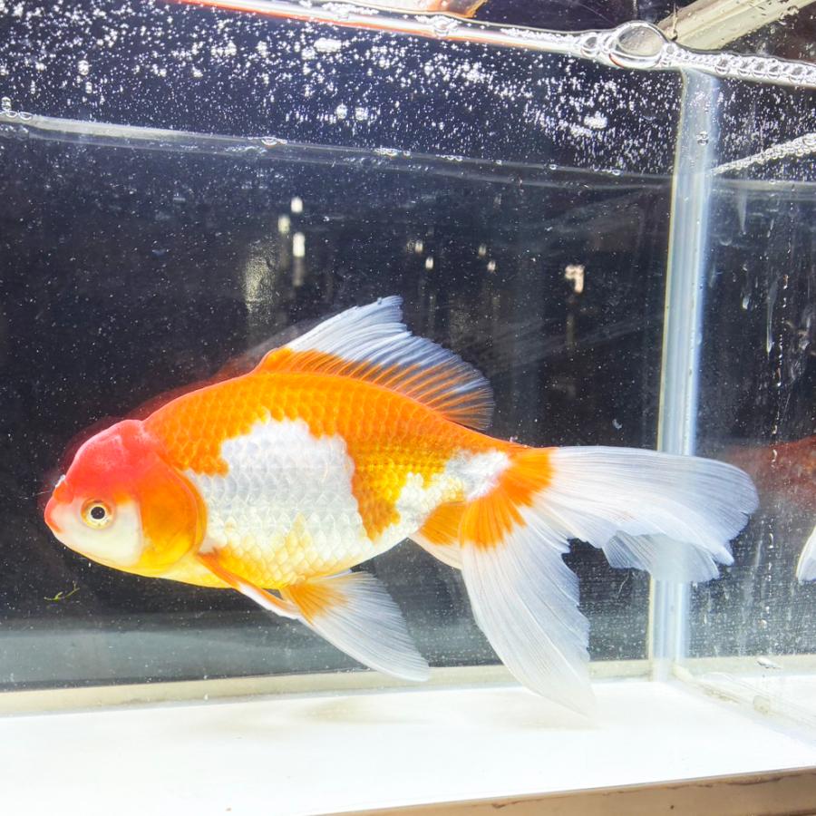 送料無料 】 国産 金魚 更紗ジャンボオランダ 一点物 20cm前後 （003