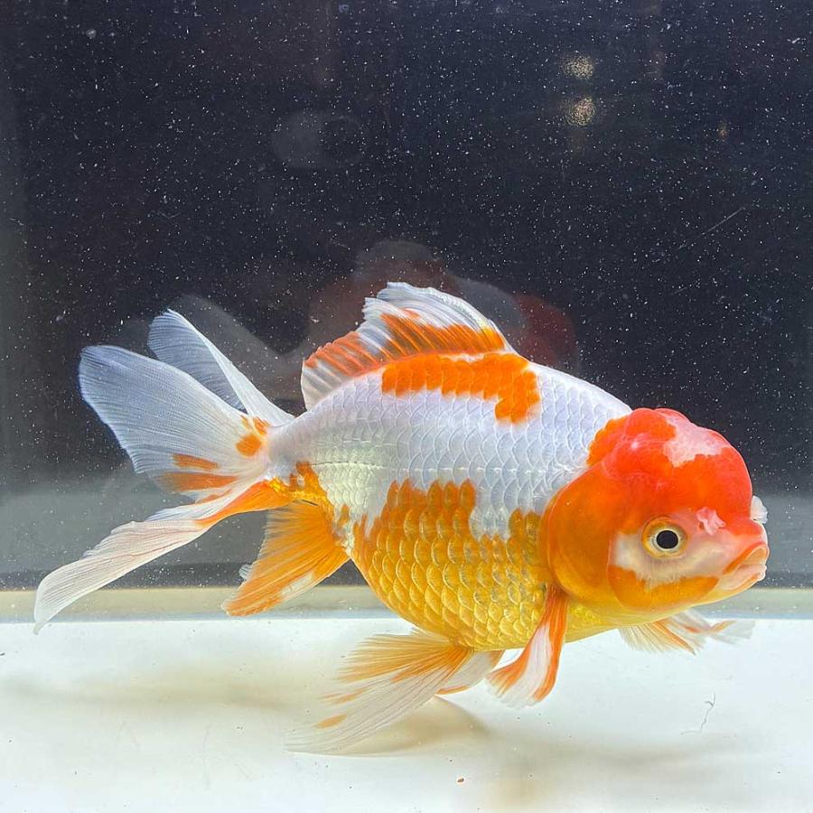 金魚 年末セール開始 ジャンボオランダ獅子頭 雄 送料無料 】 国産 金魚 更紗ジャンボオランダ 一点物 18cm前後 （006