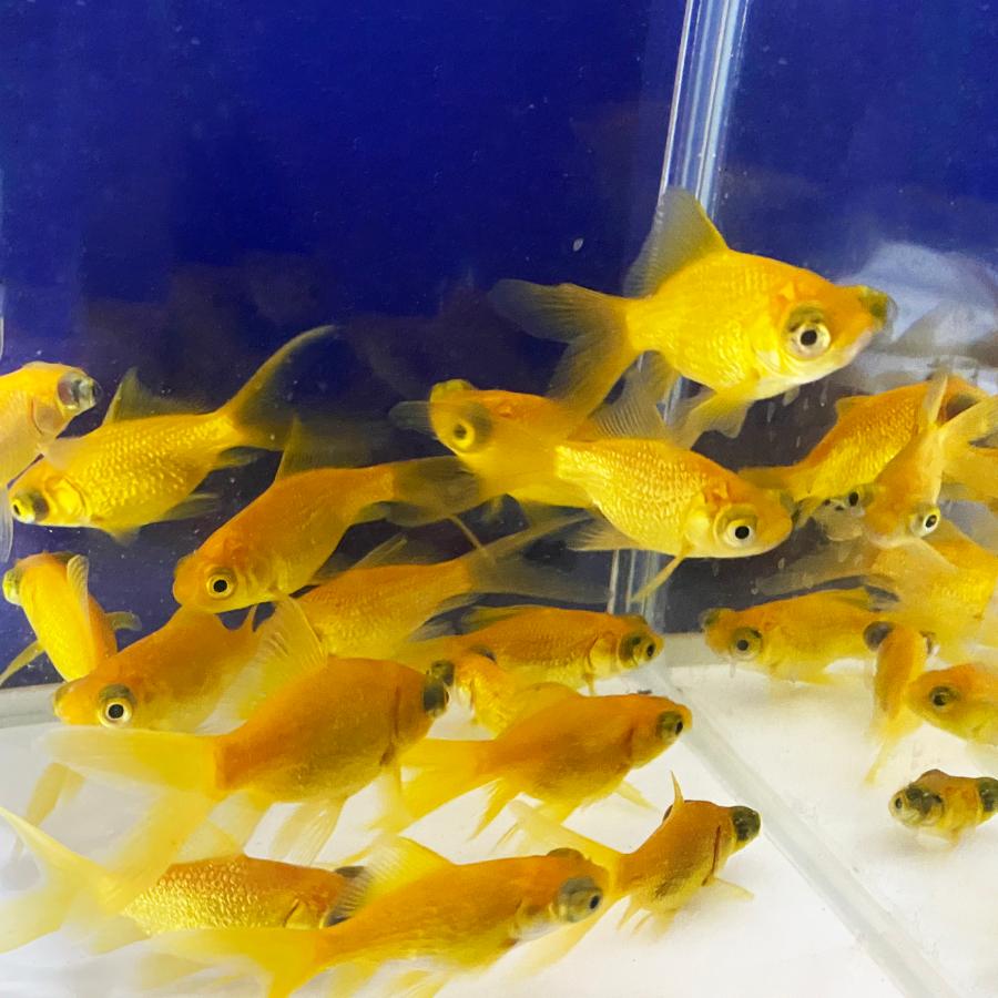出目金ちゃま キラキラ 和金 出目金 生体 約6〜9cm 3匹 キラキラ柳出目金 国産】金魚 その他観葉植物