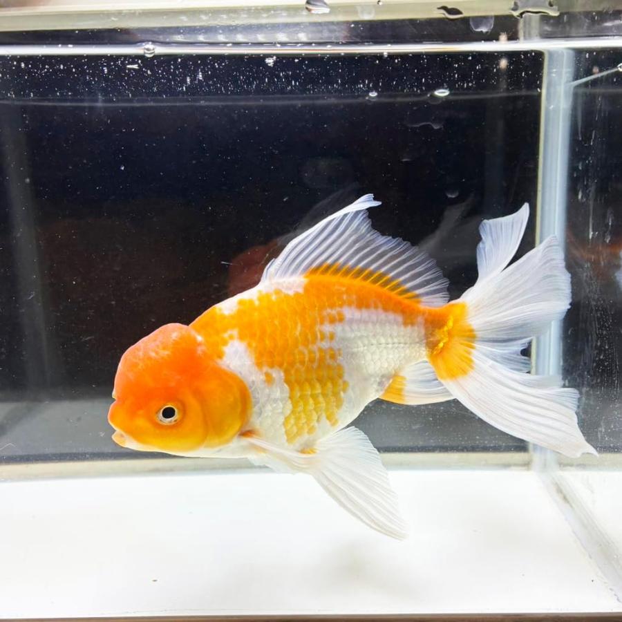 送料無料 】国産 金魚 更紗ジャンボオランダ 一点物 19cm前後 （002 