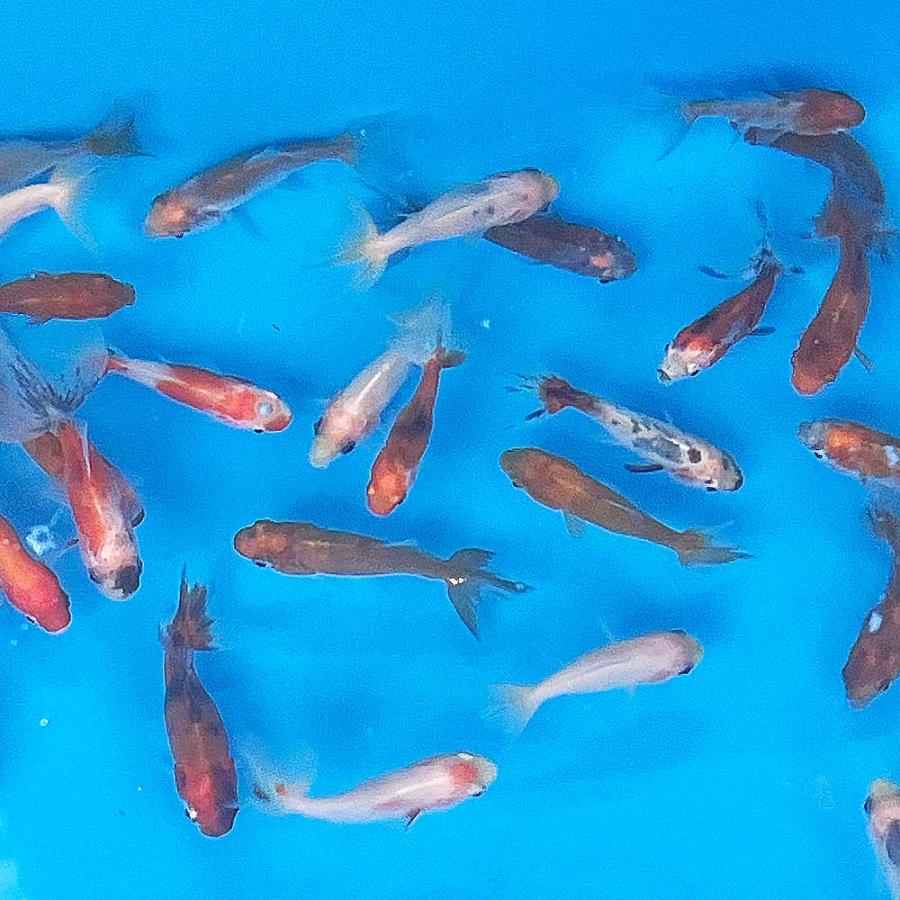 金魚 三ツ尾和金MIX(1匹)SS約3cm〜6cm前後 無選別 和金 三ツ尾 金魚 三ツ尾和金MIX(1匹)SS約3cm〜6cm前後 無選別 和金 三ツ尾