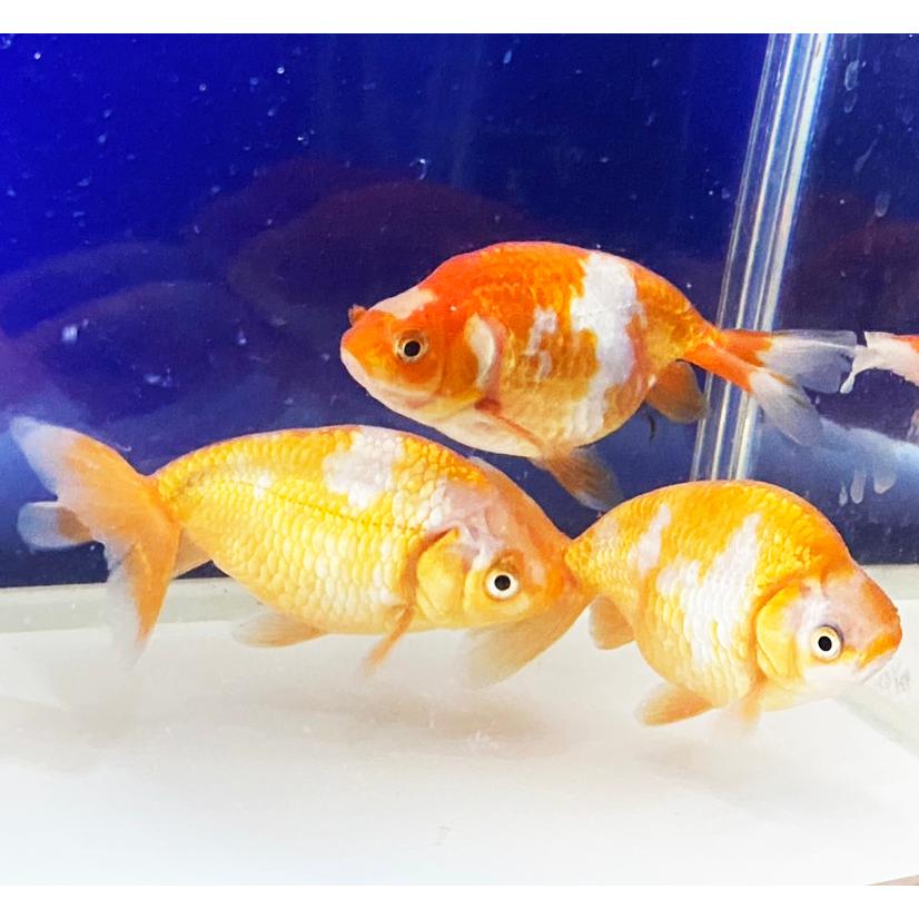 国産 金魚 出雲ナンキン 出雲南京 約9〜11cm 1匹 イズモナンキン