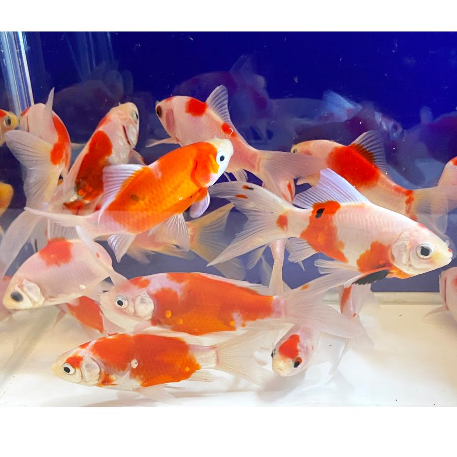 国産】金魚 桜コメット 1匹 約7cm〜10cm 生体 コメット 更紗