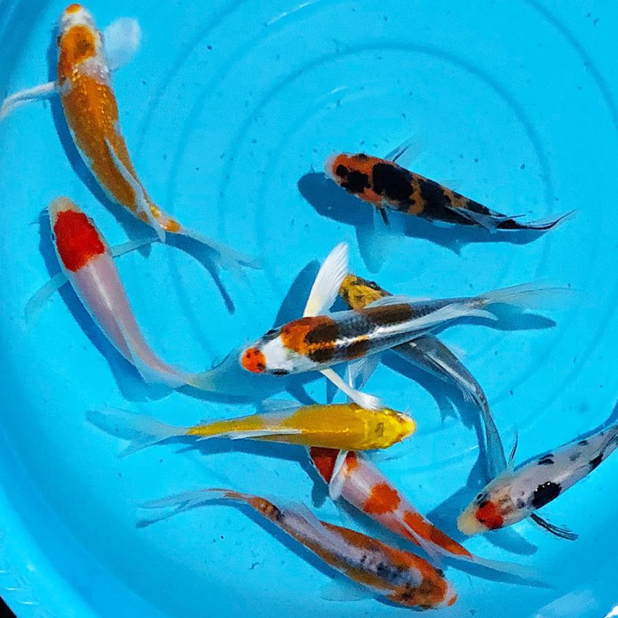 錦鯉27 錦鯉 ヒレナガニシキゴイMix 5匹 Sサイズ 10〜13cm前後 新潟県産