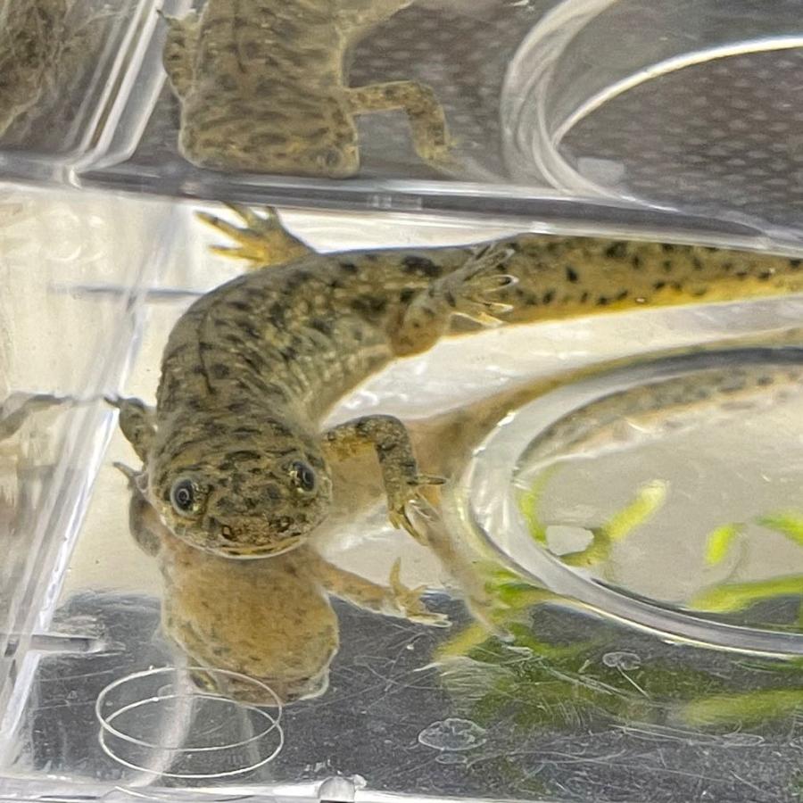 イベリアトゲイモリ 10cm 13cm前後 両生類 Imori エムワイショップアクア 通販 Yahoo ショッピング