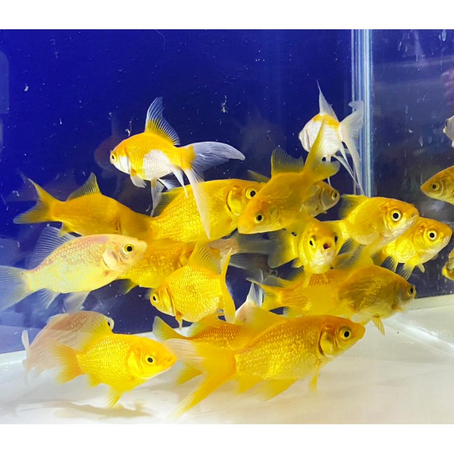 !‼️キングジョウモン金ラメ ‼️モスラ蓄光‼️激安 キングジョウモン金ラメ ‼️モスラ蓄光‼️激安 キングジョウモン