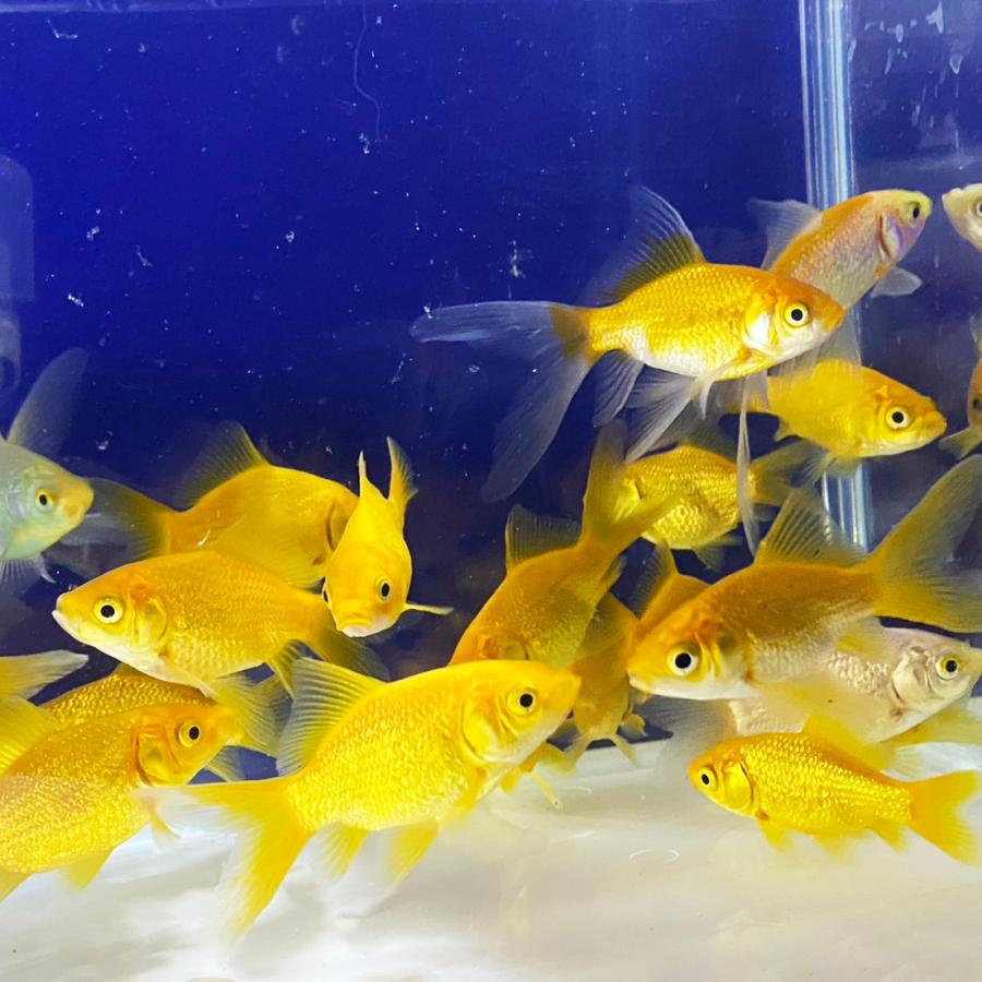 ミキプルーン 22匹金魚たちさん専用 imgrc0062847418.jpg