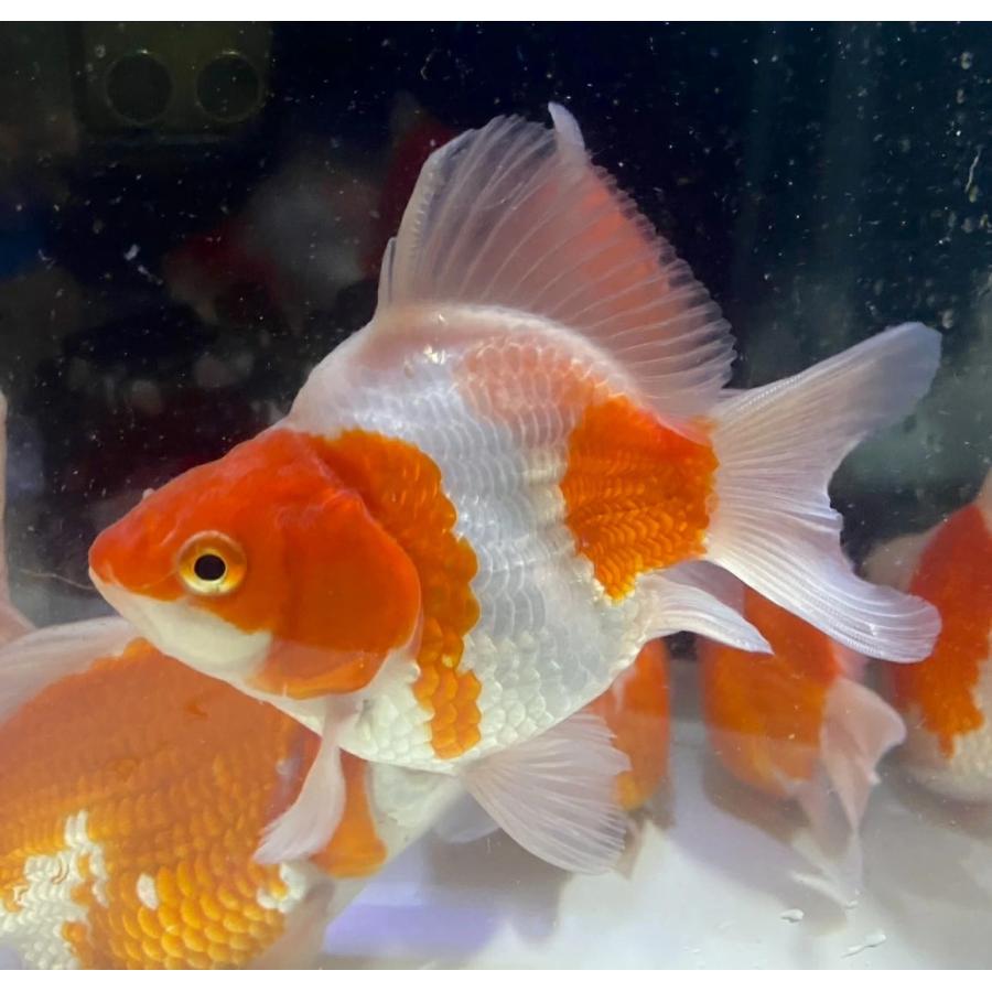 【金魚】 ショーベタ専門店 よこはま金魚HMPK ホワイトカッパーマーブルa9415