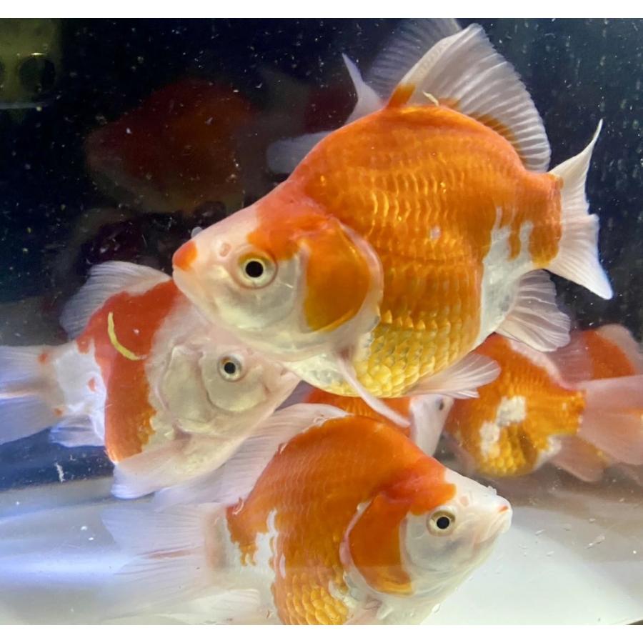 玉サバMix 1匹（L）11cm〜13cm前後 タマサバ 金魚 新潟県産