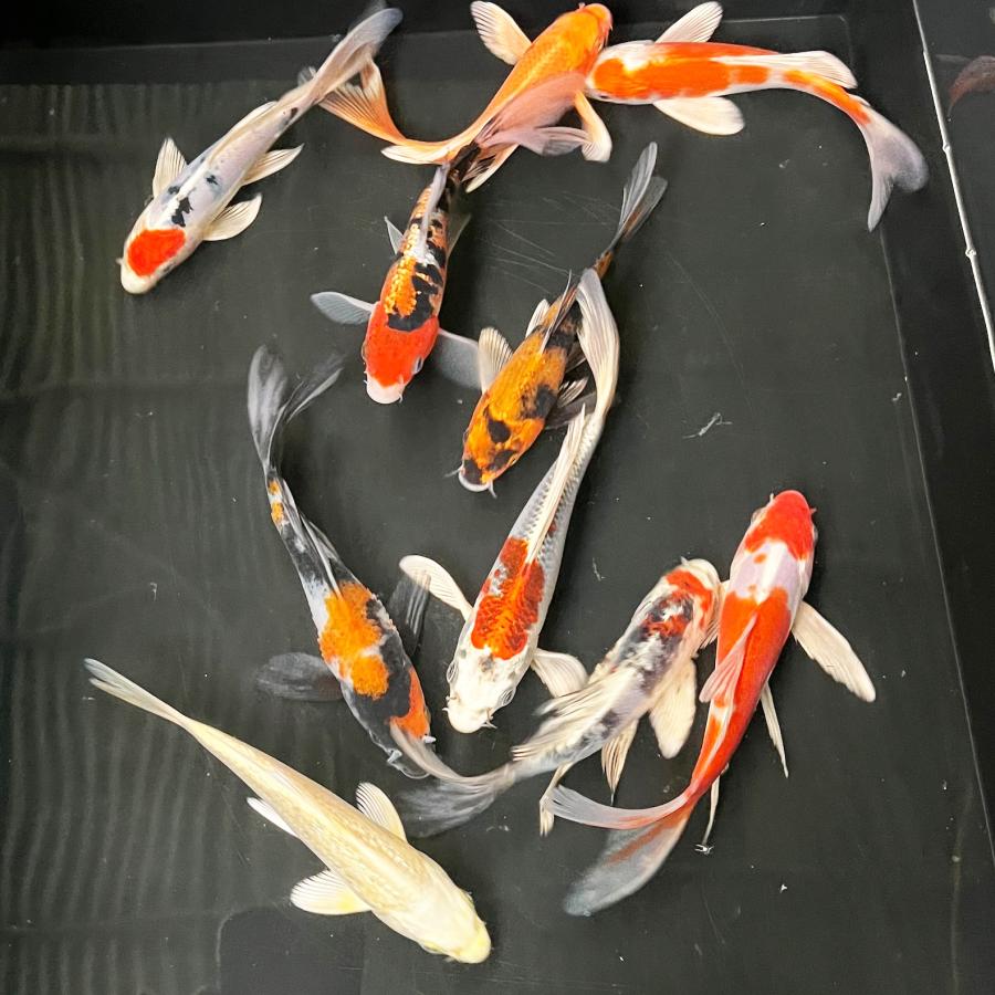錦鯉 ヒレナガニシキゴイ （1匹）Mサイズ 14cm〜17cm 新潟県産 ヒレ長 