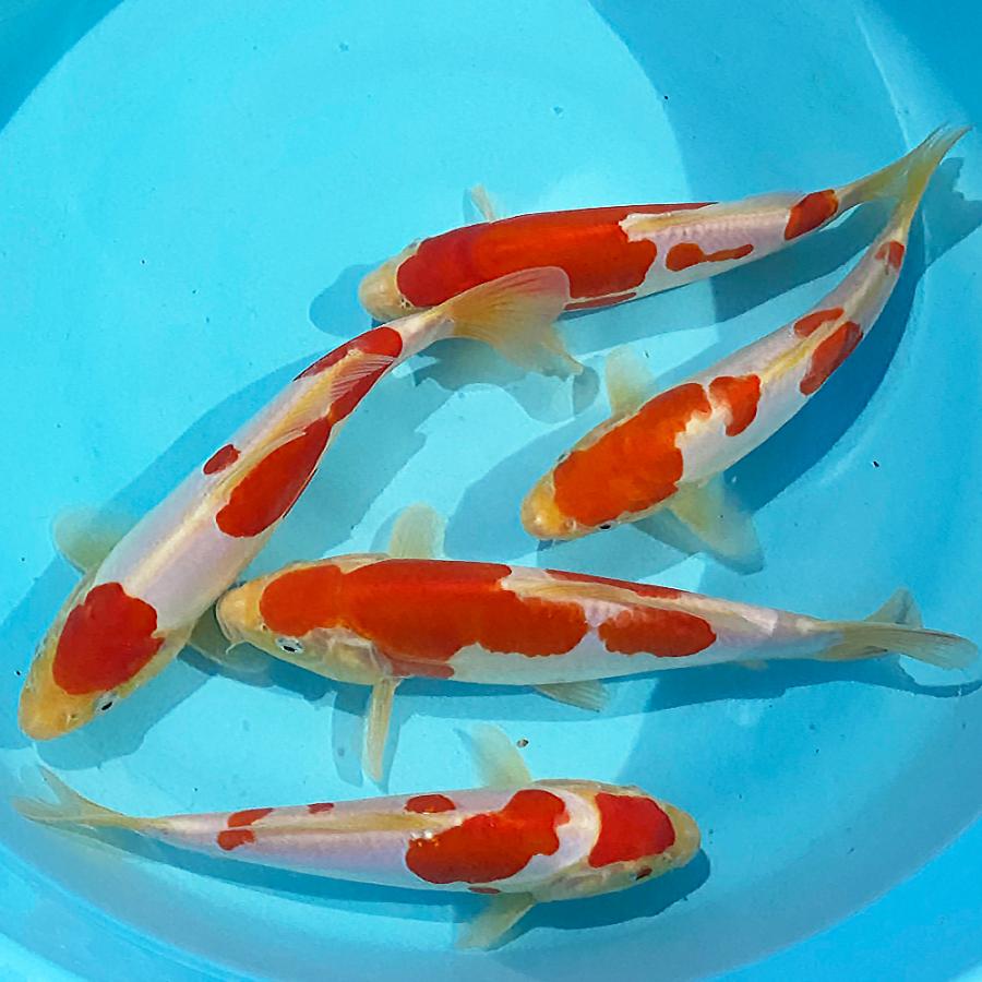 錦鯉 紅白 ドイツ鯉 21cm 25cm前後 1匹 Kodo エムワイショップアクア 通販 Yahoo ショッピング