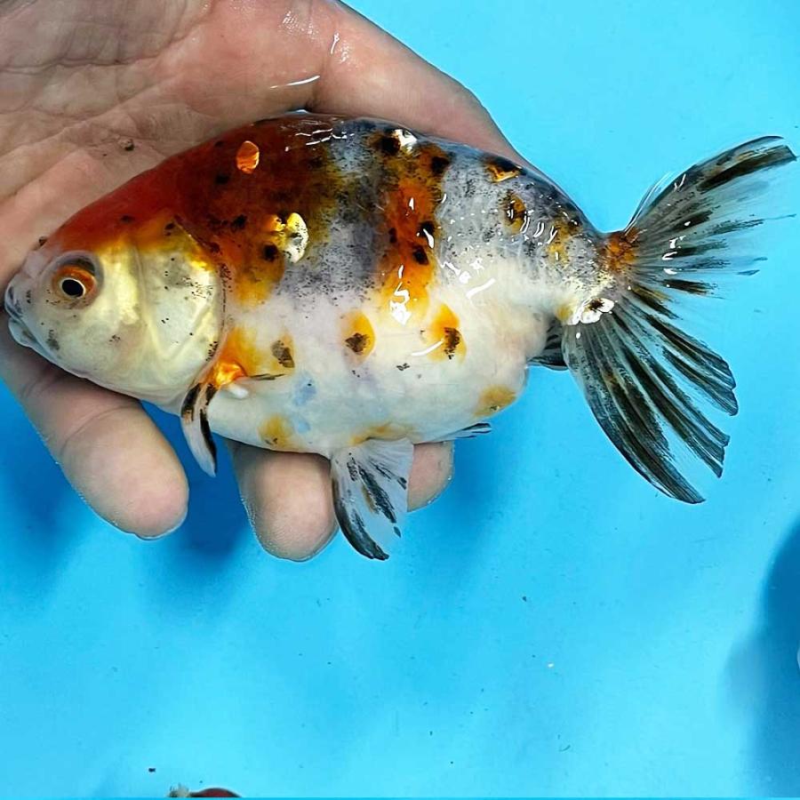 【国産金魚】江戸錦 LL（約12cm〜13cm前後）1匹 生体｜emuwaifarm｜04