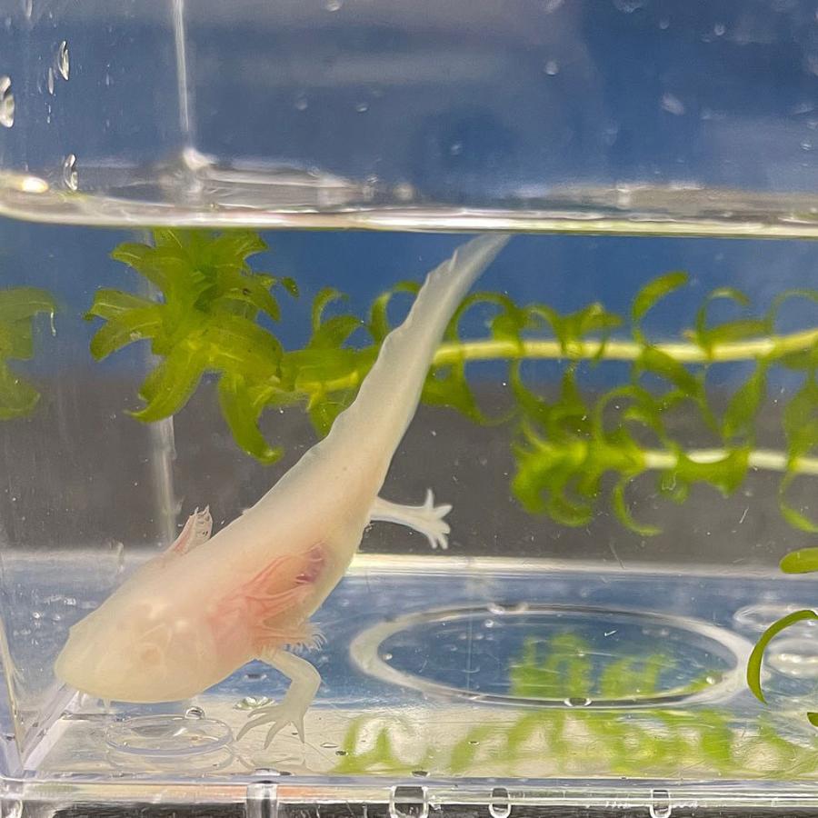 ウーパールーパー アルビノ 4cm 6ｃｍ 両生類 Upa A エムワイショップアクア 通販 Yahoo ショッピング