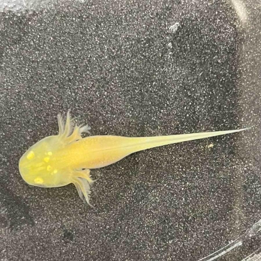 ウーパールーパー ゴールデン 2cm〜3cｍ 両生類｜emuwaifarm｜02