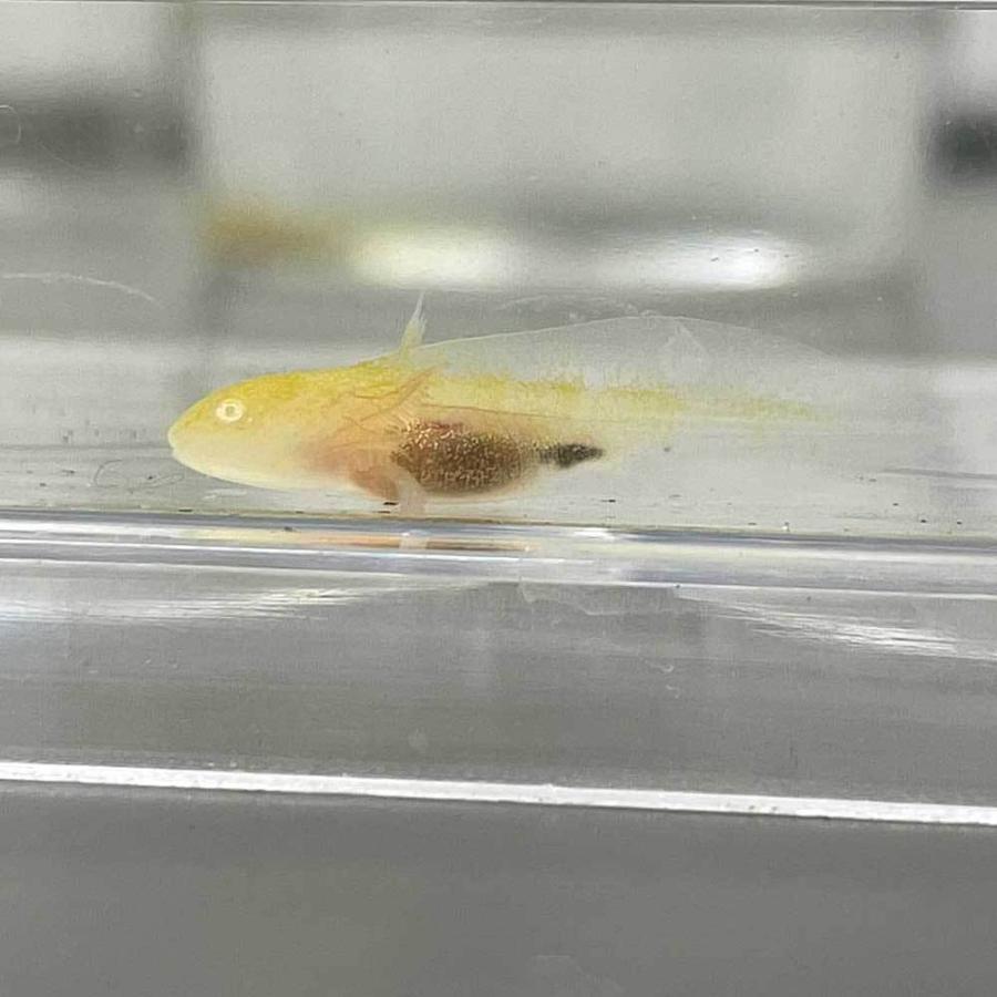 ウーパールーパー ゴールデン 2cm 3cｍ 両生類 Upa G S エムワイショップアクア 通販 Yahoo ショッピング