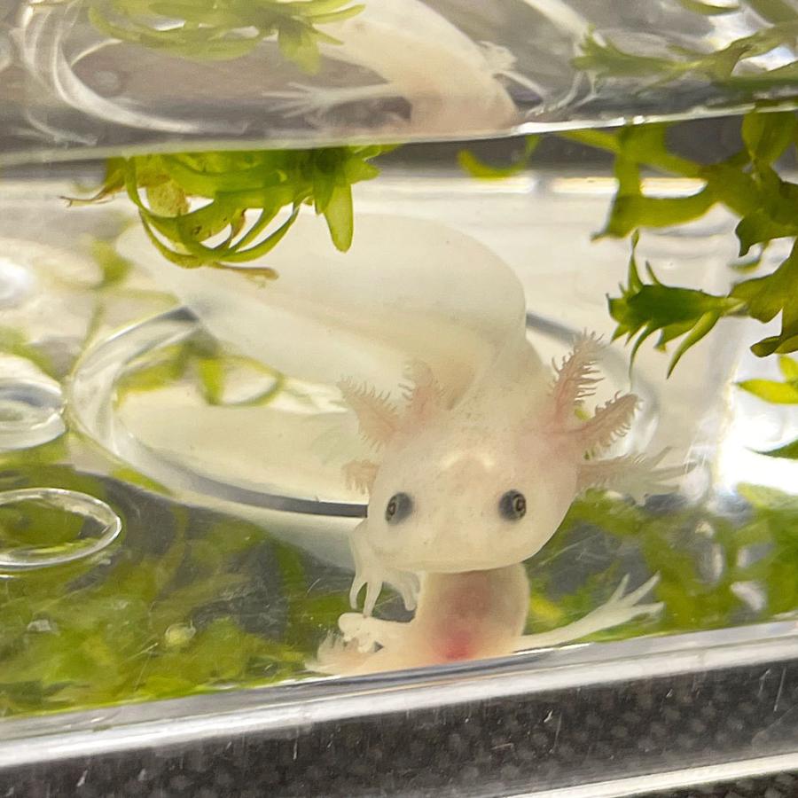 ウーパールーパー リューシ 4cm 6ｃｍ 両生類 Upa R エムワイショップアクア 通販 Yahoo ショッピング