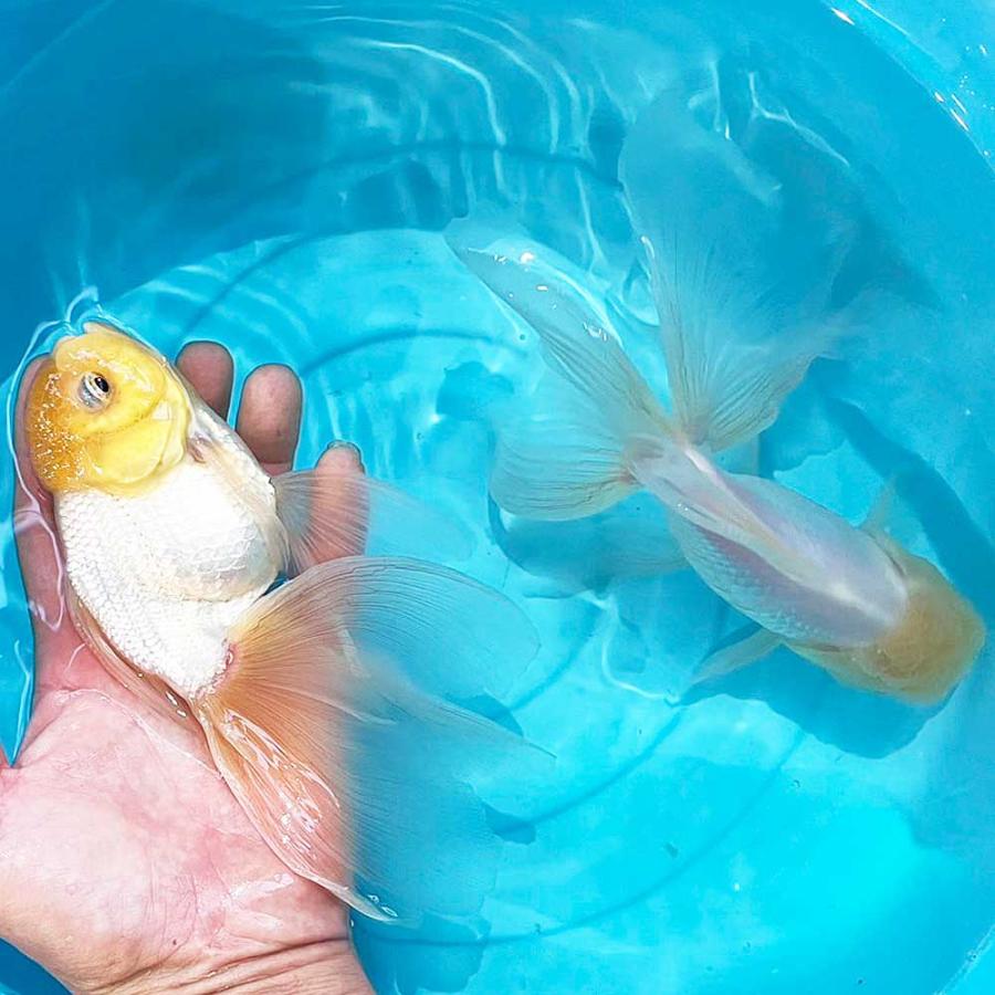 国産 金魚 オランダ獅子頭 白勝ち 四国系 17cm〜20cm前後