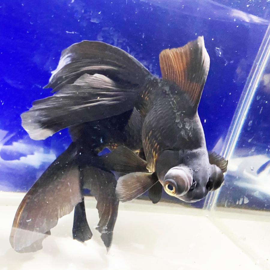 デメキン　初版帯付き 国産 金魚 黒出目金 1匹 約17cm クロデメキン 出目金