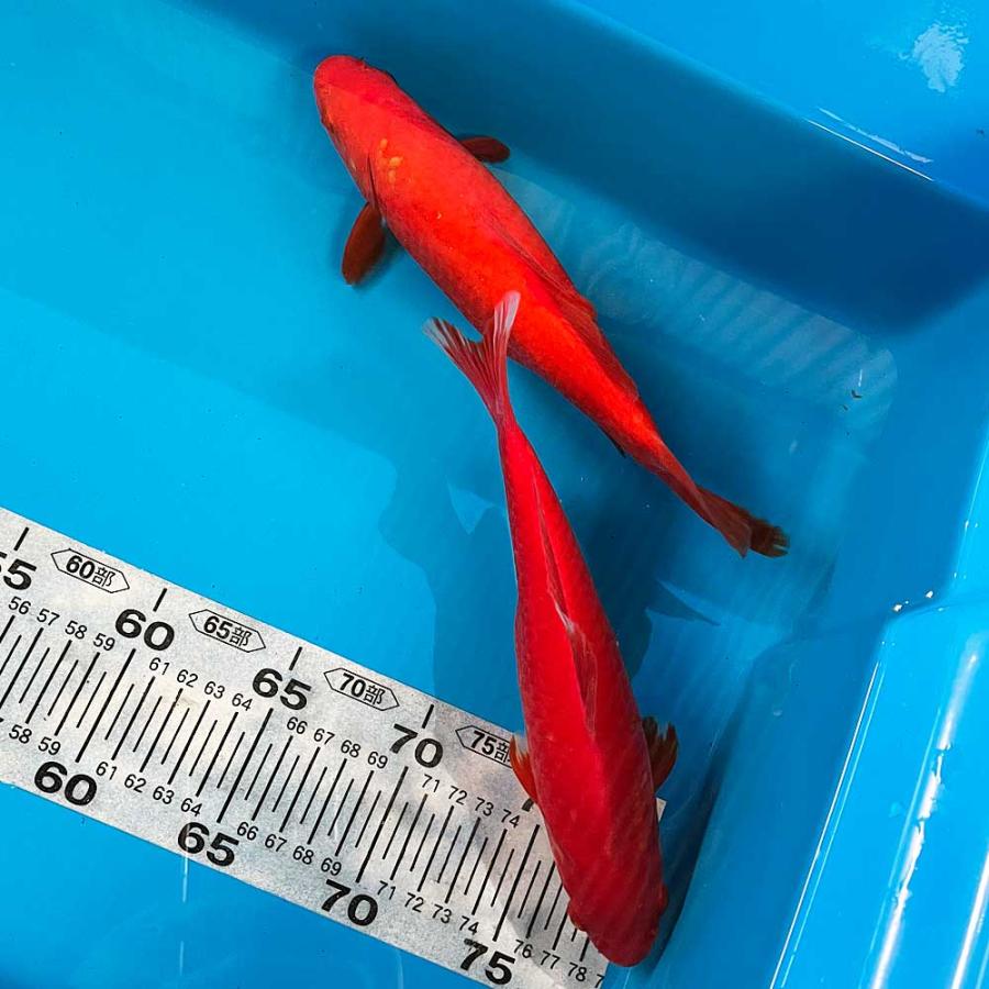特38  金魚(使用済み、12種完) 特38 金魚(使用済み、12種完)