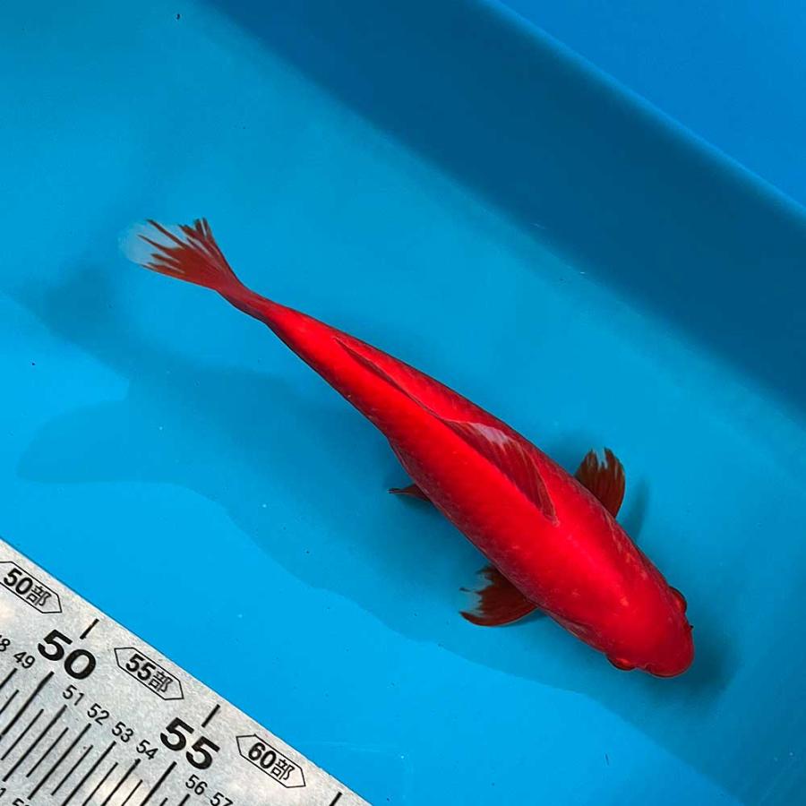 金魚 特大和金 （1匹）約23cm〜24cm前後 和金 : エムワイ