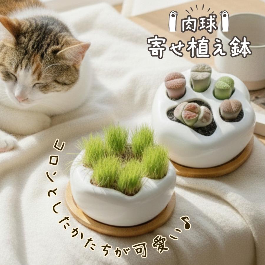 多肉植物 猫草 サボテン 鉢 プランター 寄せ植え鉢 肉球 苔玉 ミニ