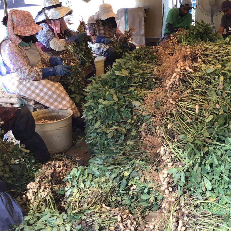 【空の蒼空】9月5日収穫 千葉県八街産おおまさり6キロ 楽天市場】千葉 八街 おお まさりの通販