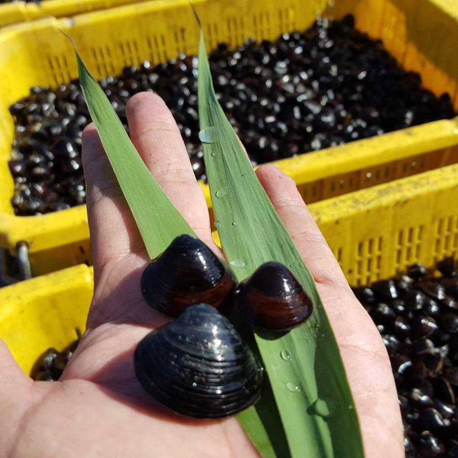しじみ 茨城県産 日本三大しじみ 冷凍しじみ1kg 大洗町ブランド認証品 ひぬま川 涸沼湖 しじみ汁 オルニチン豊富 タウリン 鉄分 肝臓元気 T Kai おうちdeホムセン 通販 Yahoo ショッピング