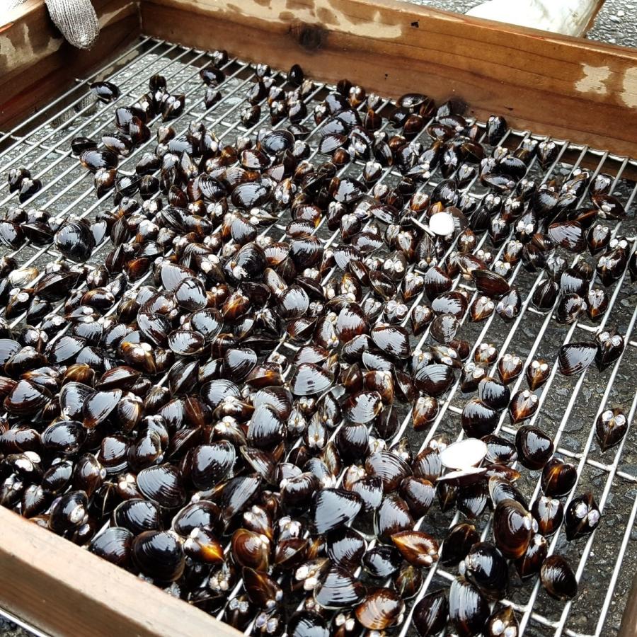 しじみ 茨城県産 日本三大しじみ 冷凍しじみ1kg 大洗町ブランド認証品 ひぬま川 涸沼湖 しじみ汁 オルニチン豊富 タウリン 鉄分 肝臓元気 T Kai おうちdeホムセン 通販 Yahoo ショッピング